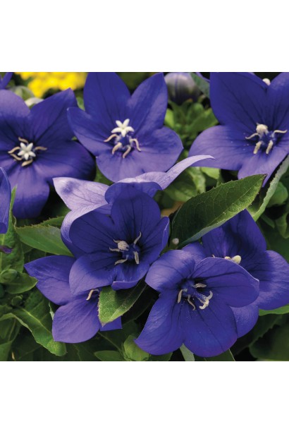 Яскраві сині квіти платикодона прикрасять будь-який ландшафт.